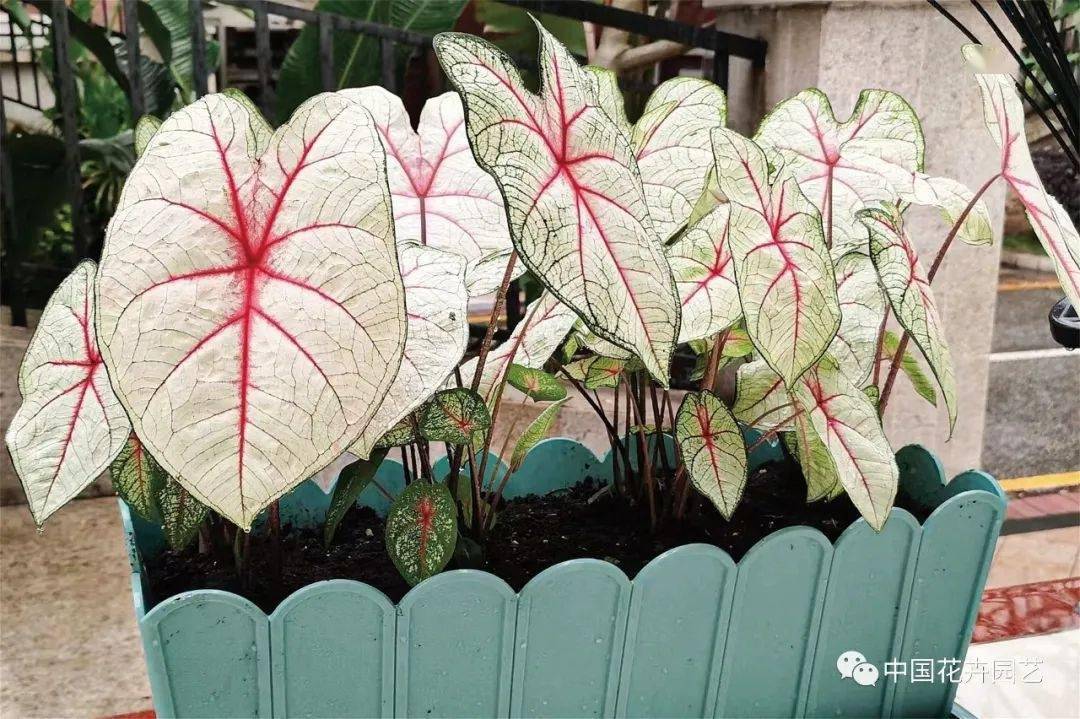 栽红芋需要用什么肥料_红芋的种植技术_红芋头种植技术视频