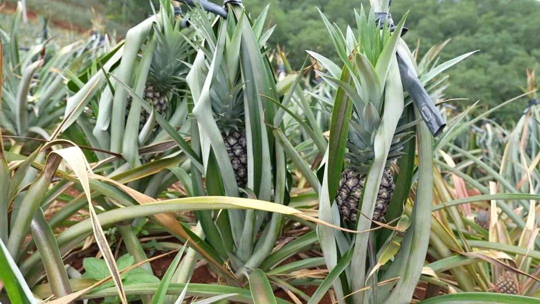 致富种植农业果实_农业种植水果致富项目_农业种植致富果