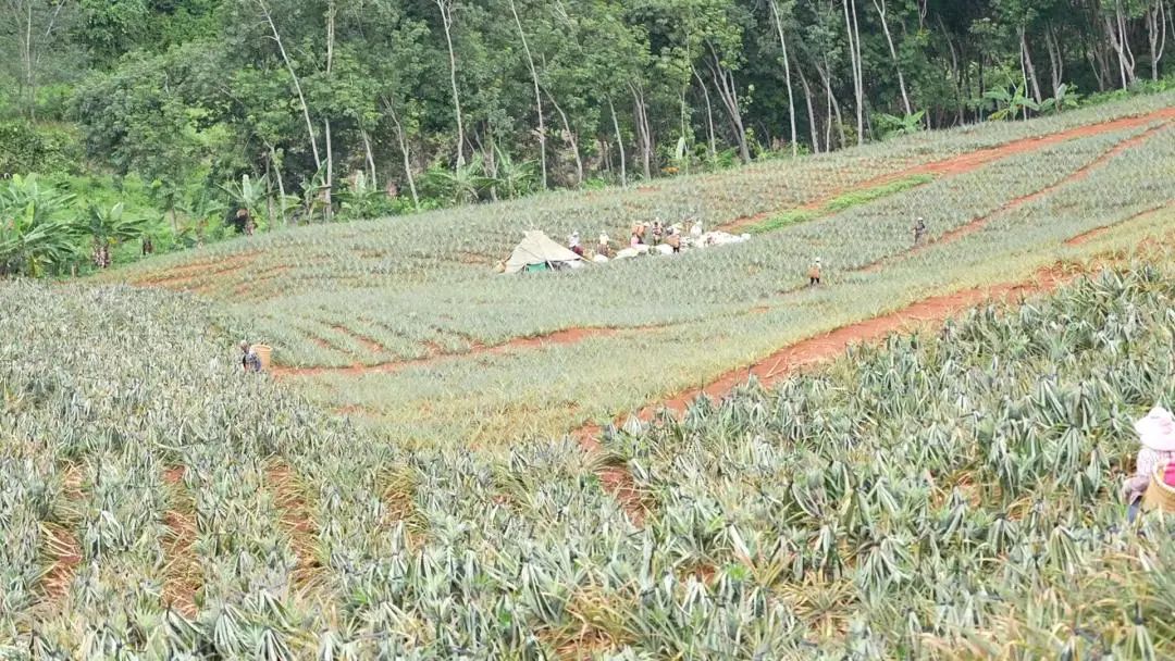 农业种植致富果_农业种植水果致富项目_致富种植农业果实