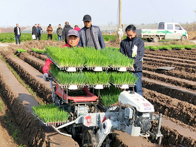 新野包菜价格