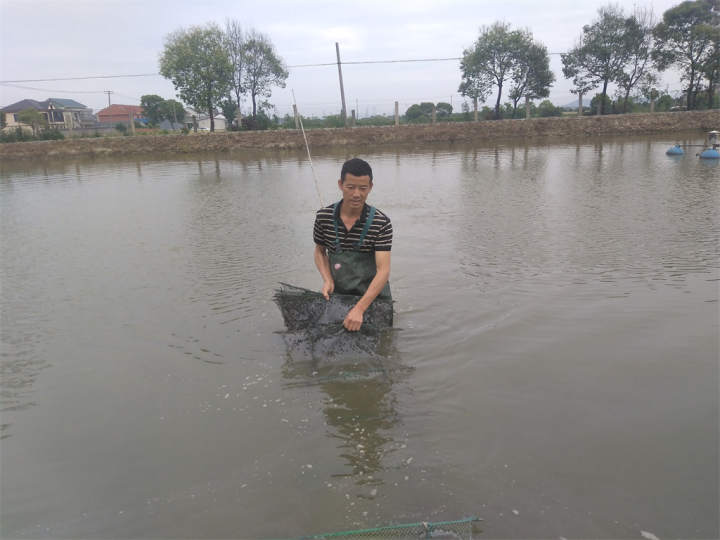 鱼塘盈利模式_致富经 两亩鱼塘_鱼塘做什么赚钱