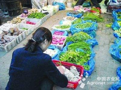 绿油西葫芦网套