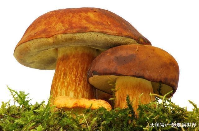 男子捡到一簇罕见的野生菌，准备以10万卖掉，最后他能成功吗？