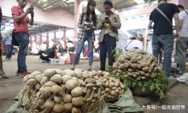 男子捡到一簇罕见的野生菌，准备以10万卖掉，最后他能成功吗？
