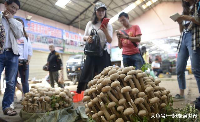 男子捡到一簇罕见的野生菌，准备以10万卖掉，最后他能成功吗？