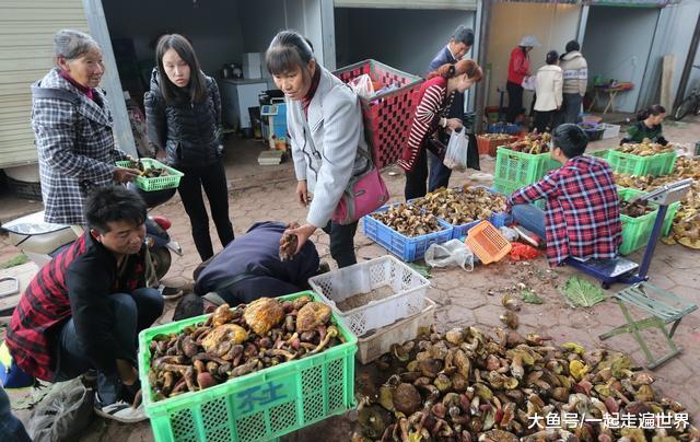 男子捡到一簇罕见的野生菌，准备以10万卖掉，最后他能成功吗？