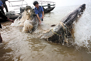 中华鲟:野生物种消失前的拯救