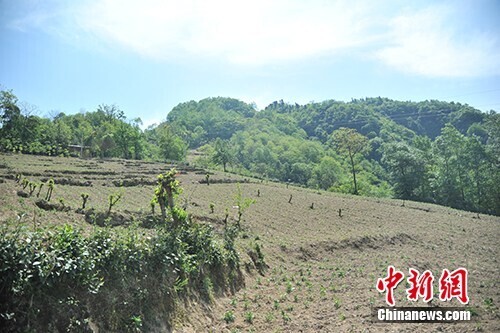 致富经药材种植业完整版_种植药材致富之路_药材致富经