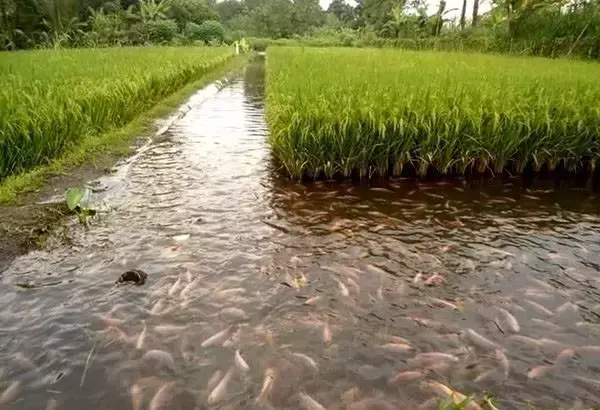 鱼虾可以养在稻田里，你造吗？