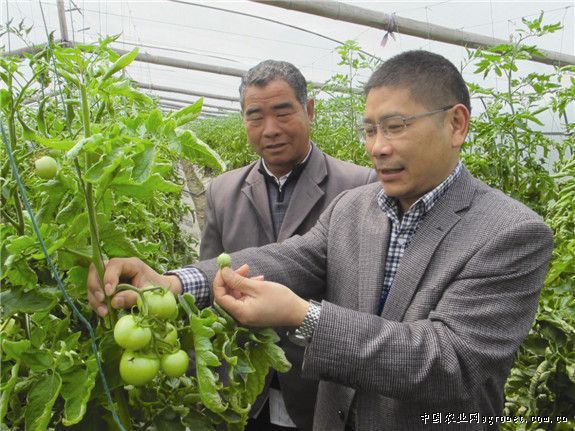 大白菜有虫打什么药