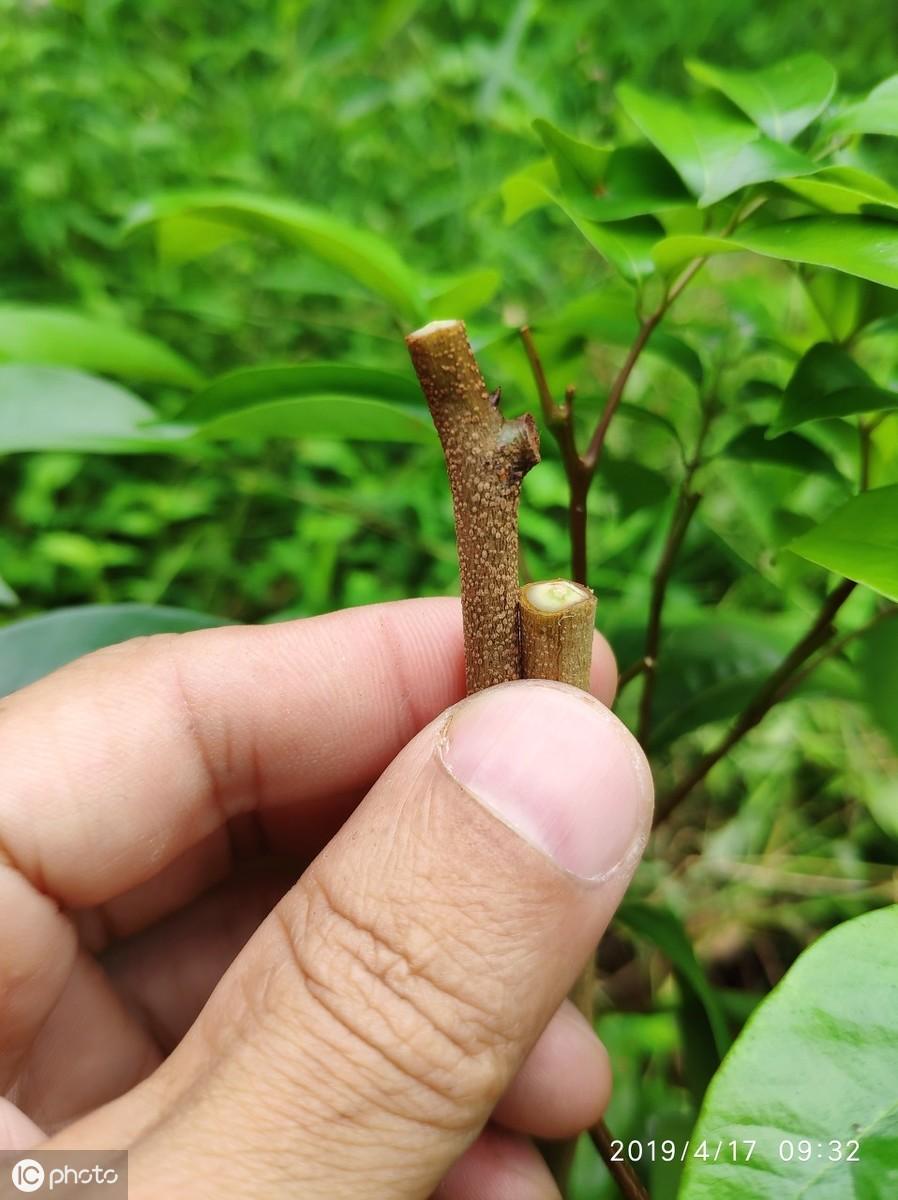 荔枝 种植技术_种植荔枝技术视频_种植荔枝技术与管理