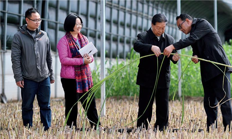 云南蘑菇种植合作公司_云南蘑菇种植基地_致富经云南种蘑菇那集