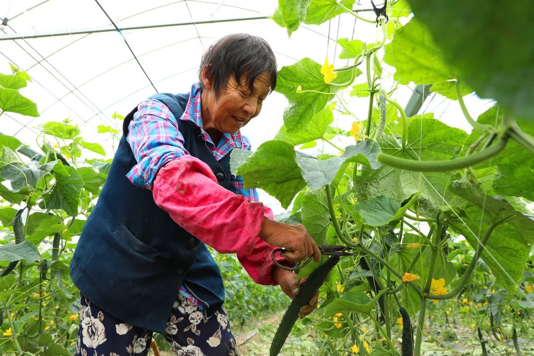 种蔬菜致富经_种植蔬菜致富材料_新型致富项目蔬菜