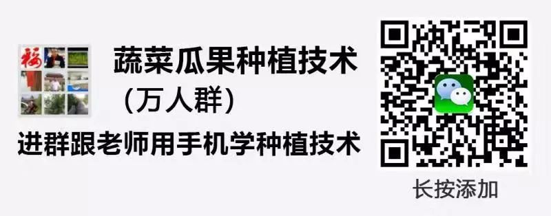 逆天了！他种植蔬菜致富，年入50多万！是怎么做到的？