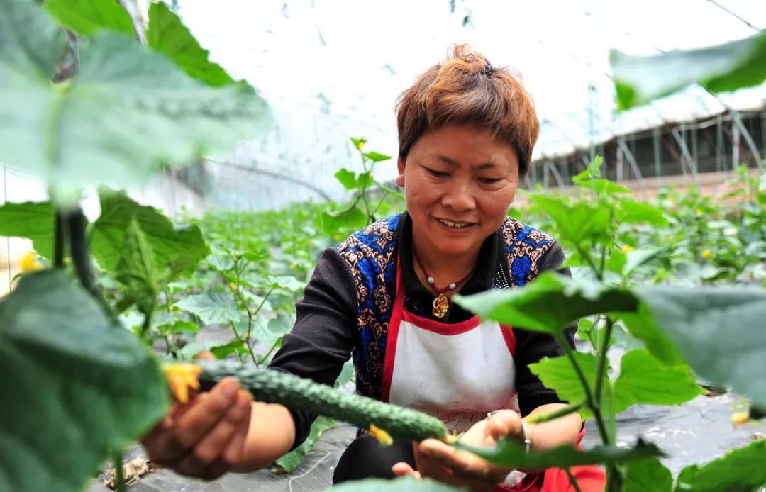 种蔬菜致富经_种植蔬菜致富材料_致富蔬菜种植材料是什么