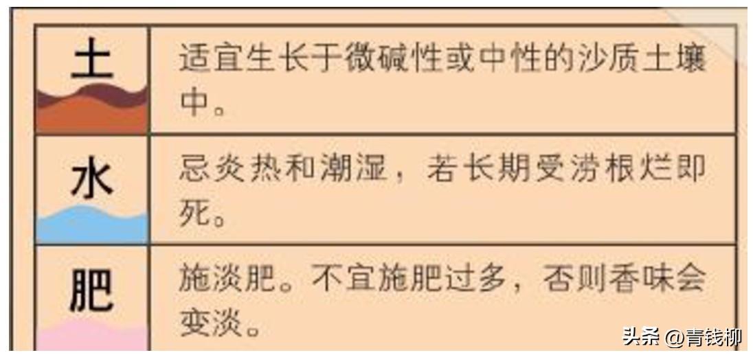 种植薰衣草注意事项_薰衣草种植技术及图片_怎么种薰衣草种子视频