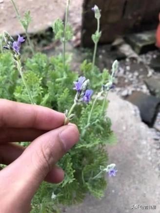 薰衣草种植技术及图片_怎么种薰衣草种子视频_种植薰衣草注意事项