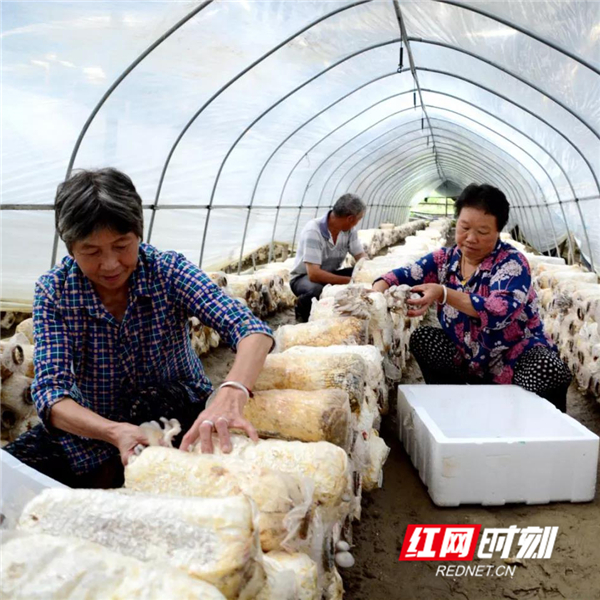 生机无限的蘑菇种植基地，成了贫困群众脱贫致富的“幸运伞”