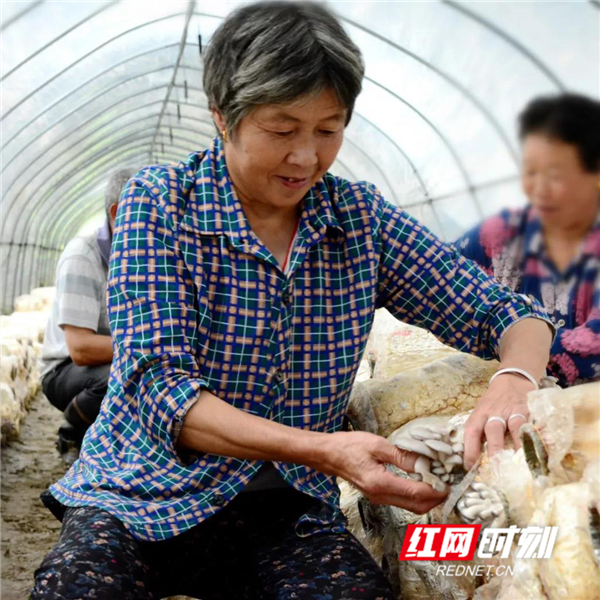 致富经云南种蘑菇那集_云南蘑菇上市时间_云南蘑菇种植基地