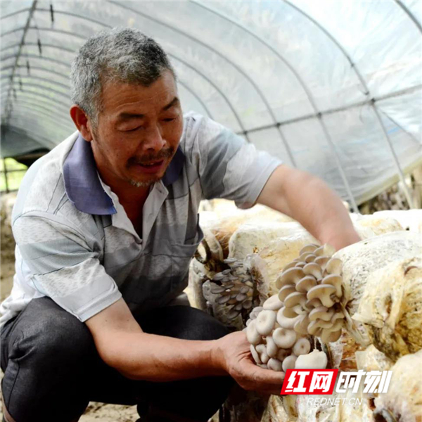 致富经云南种蘑菇那集_云南蘑菇种植基地_云南蘑菇上市时间