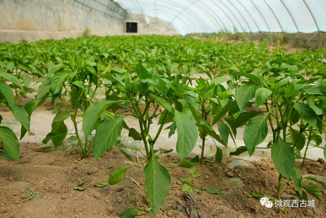 种植蔬菜致富材料_新型致富项目蔬菜_种蔬菜致富经