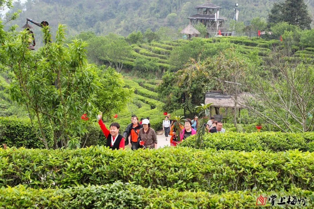 茶农致富_茶叶致富经_茶叶种植致富案例