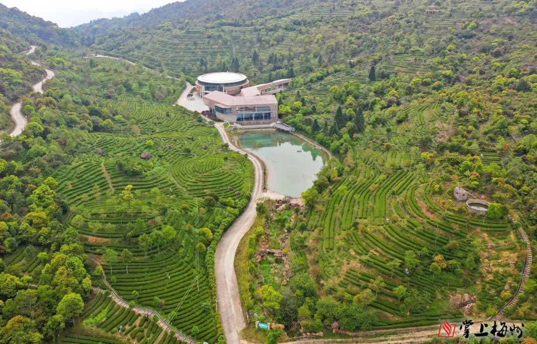 茶农致富_茶叶致富经_茶叶种植致富案例