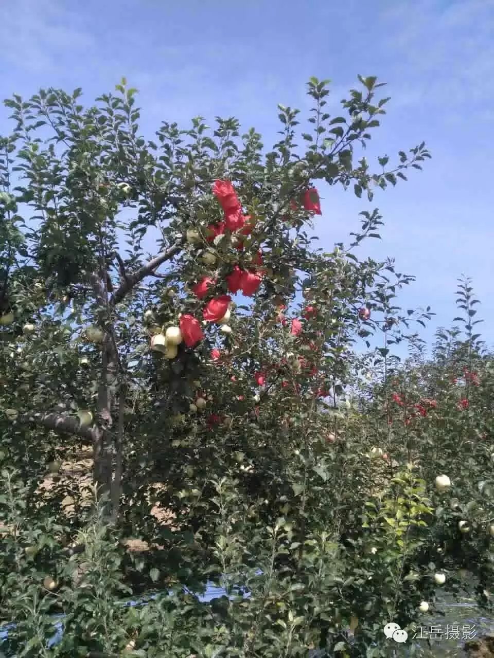 种植苹果致富事迹_种植致富故事_种植苹果致富的人