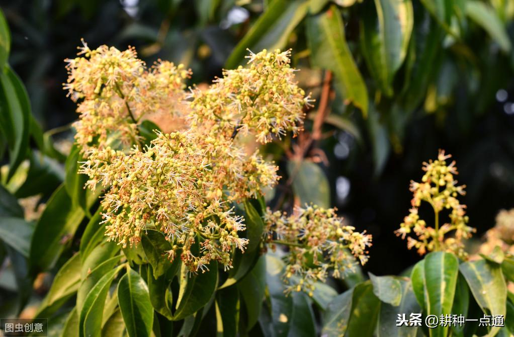 荔枝 种植技术_种植荔枝技术总结报告_种植荔枝技术视频