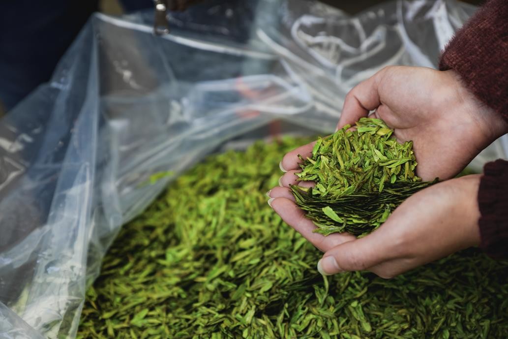 茶农致富_茶叶种植致富案例_茶叶种植助力脱贫攻坚