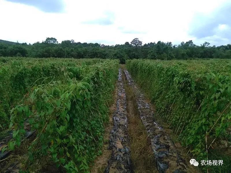 致富经蔬菜种植视频_新型致富项目蔬菜_种植蔬菜致富材料