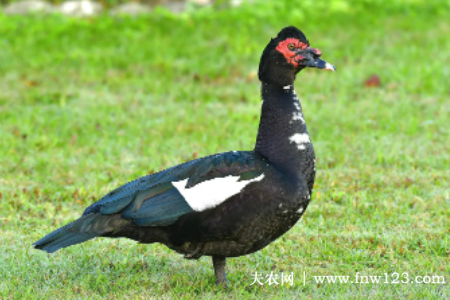 种番鸭养殖要求：育雏期与后备期饲喂要求