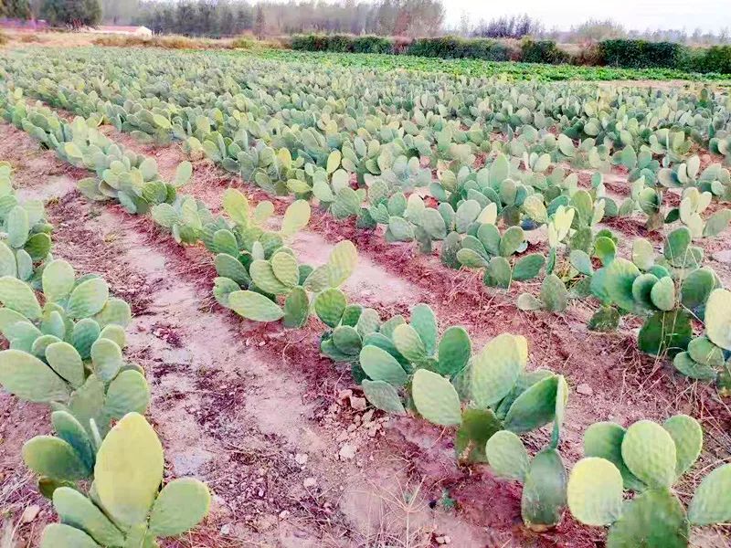 种花致富经_种植花卉能致富吗知乎_种植花卉赚钱