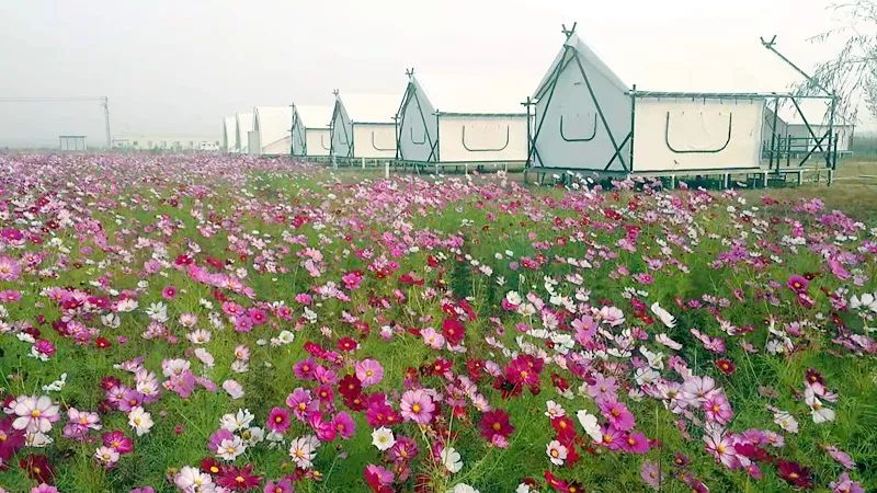 种花致富经_种植花卉赚钱_种植花卉能致富吗知乎