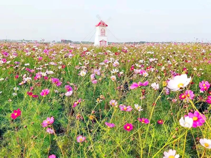 种植花卉赚钱_种植花卉能致富吗知乎_种花致富经