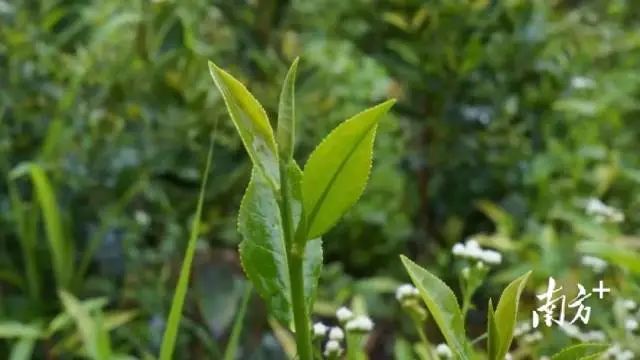 茶叶种植致富案例_茶农致富_茶叶致富经