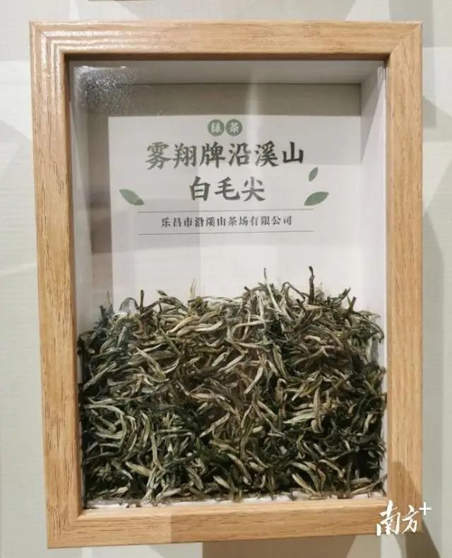 茶农致富_茶叶种植致富案例_茶叶致富经