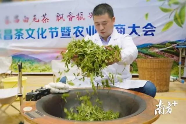 茶农致富_茶叶致富经_茶叶种植致富案例