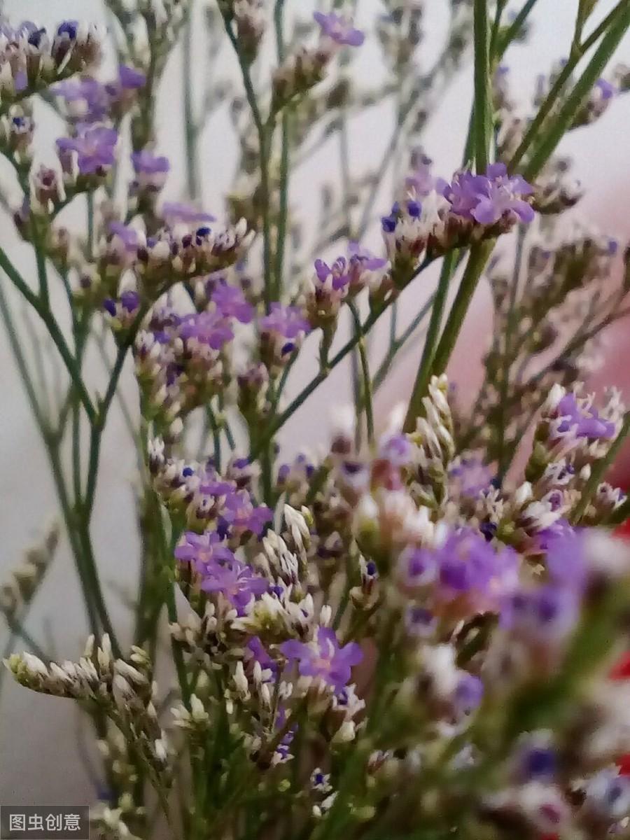 种植图片技术薰衣草怎么做_薰衣草种植技术及图片_种植薰衣草有什么好处