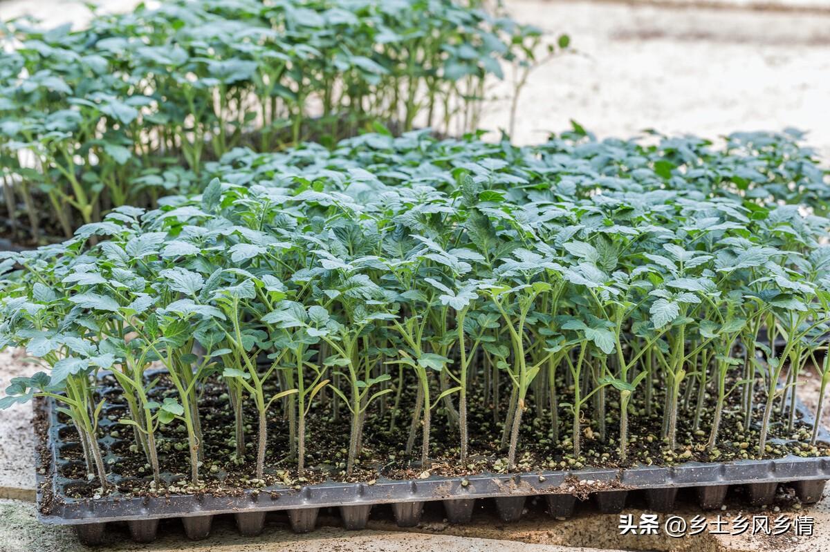 西瓜家庭种植_家中小院种植西瓜_庭院种植西瓜致富