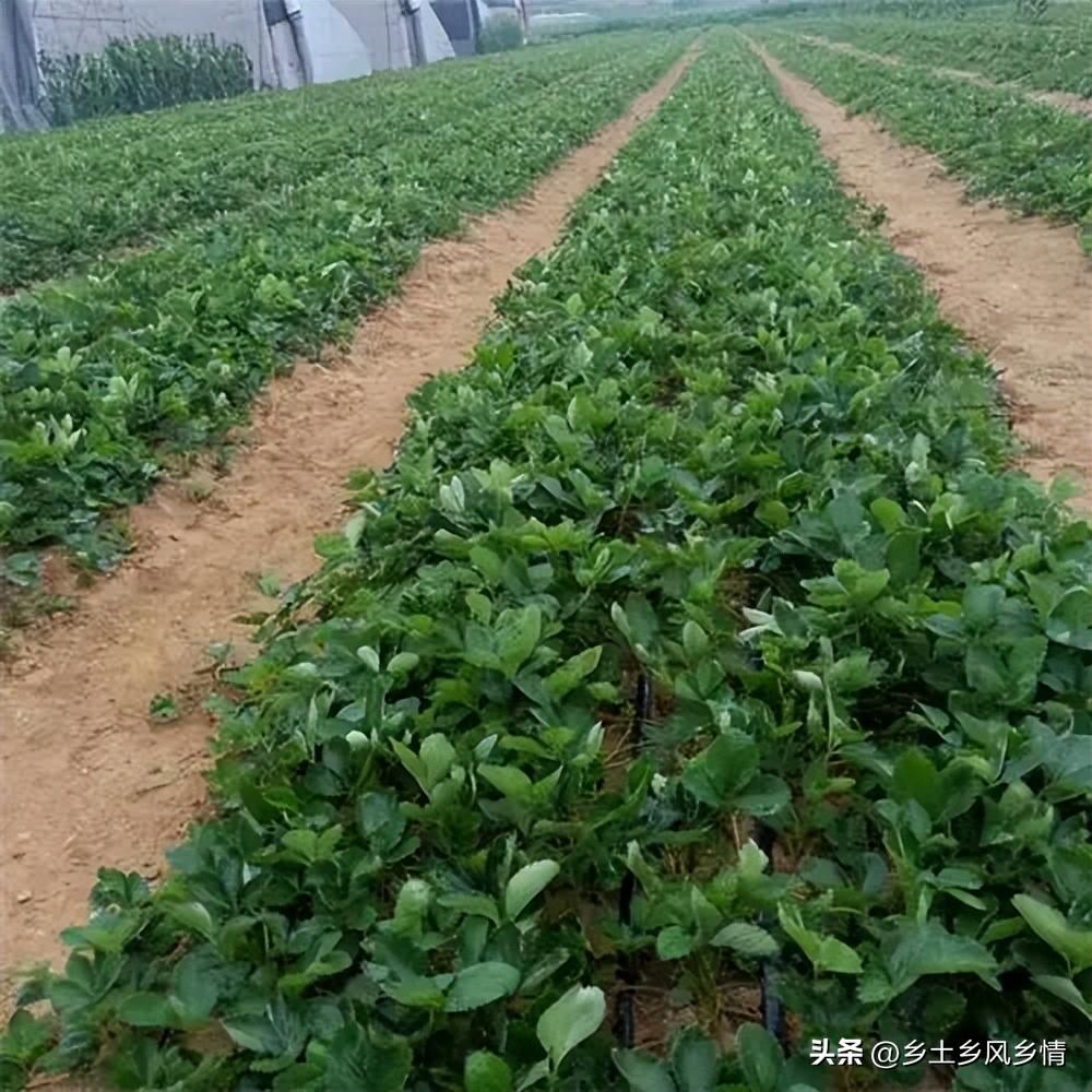 庭院种植西瓜致富_西瓜家庭种植_家中小院种植西瓜