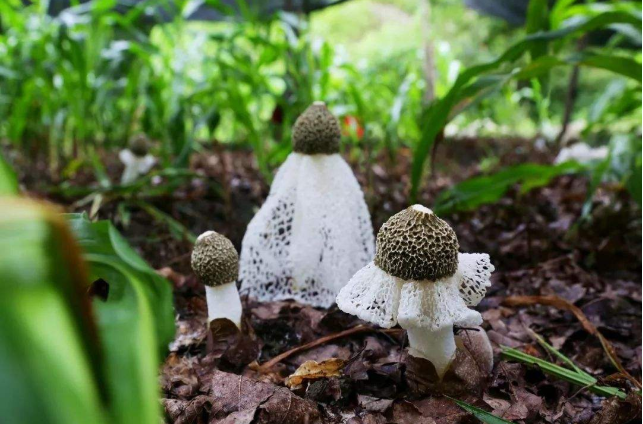 竹荪菌种植技术_竹荪菇种植技术_种竹荪菌赚钱吗