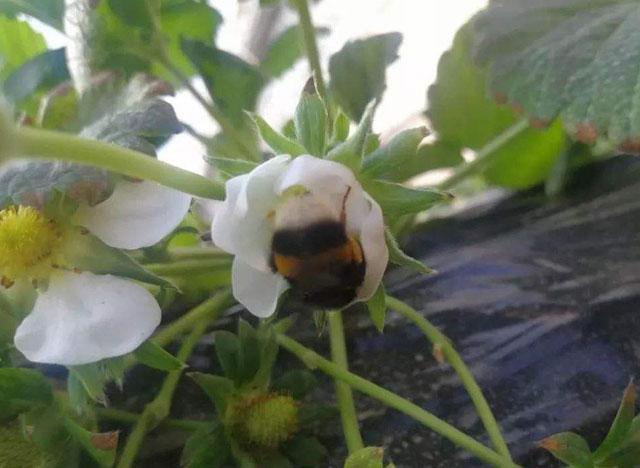 龙虾养殖温度多少_龙虾冬天温室养殖技术_温室龙虾养殖视频