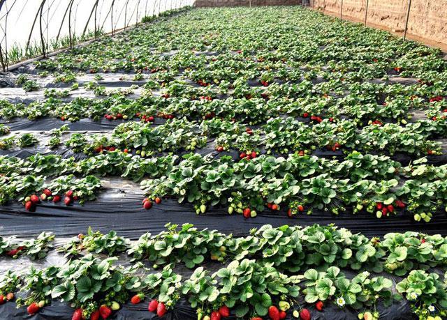 龙虾冬天温室养殖技术_龙虾养殖温度多少_温室龙虾养殖视频