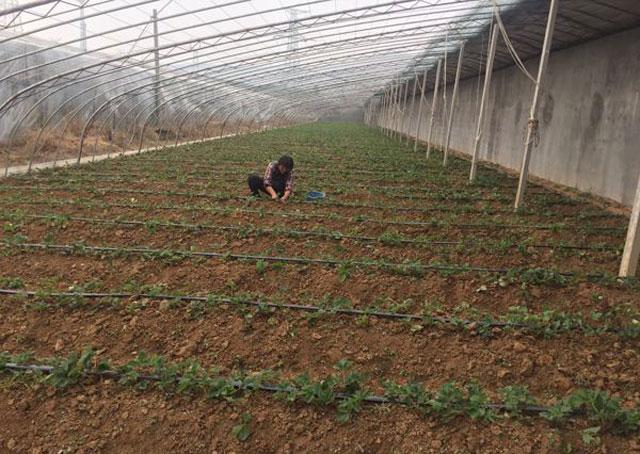 龙虾养殖温度多少_龙虾冬天温室养殖技术_温室龙虾养殖视频