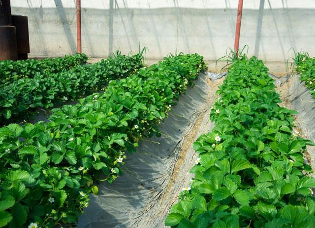 温室龙虾养殖视频_龙虾冬天温室养殖技术_龙虾养殖温度多少
