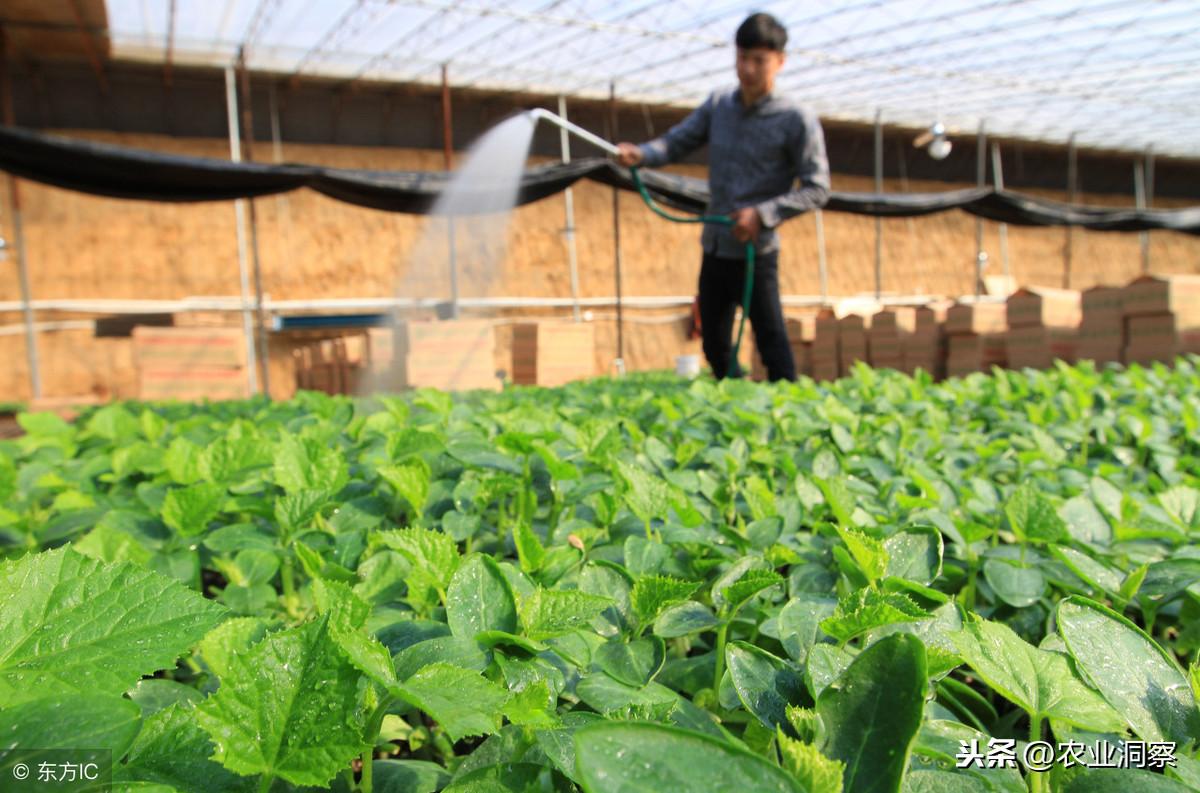 龙虾冬天温室养殖技术_龙虾温室养殖技术图片_温室龙虾养殖视频