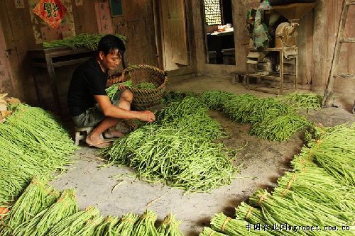 沙土铁棍品相好的原因