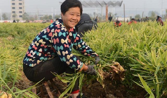 致富经生姜种植_致富生姜种植技术视频_生姜种植致富经