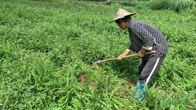 致富经生姜种植_致富生姜种植视频_生姜种植致富经